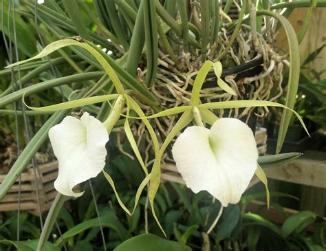 Brassavola Nodosa Susan Fuchs Fcc Aos Richard W A Flickr