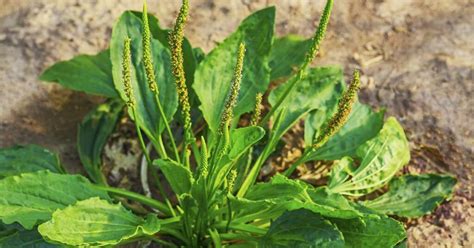 Broadleaf Plantain Benefits Uses And Side Effects The Hearty Soul