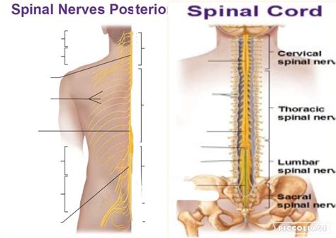 spinal nerves and cord Diagram | Quizlet