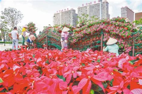 海南东方：逾20万盆鲜花扮靓城区