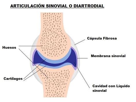 Articulaciones Del Cuerpo Humano Areaciencias