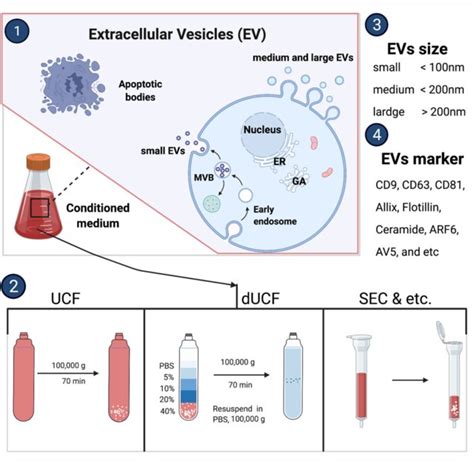 Extracellular Vesicles Biogenesis And Isolation Methods UCF