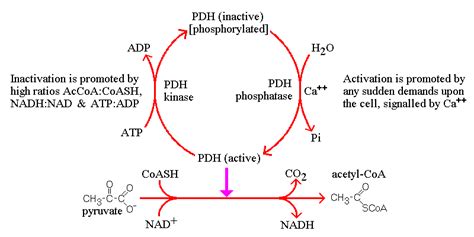 Regulation of the PDH complex-is tightly regulated by PDH kinases (PDK... | Download Scientific ...