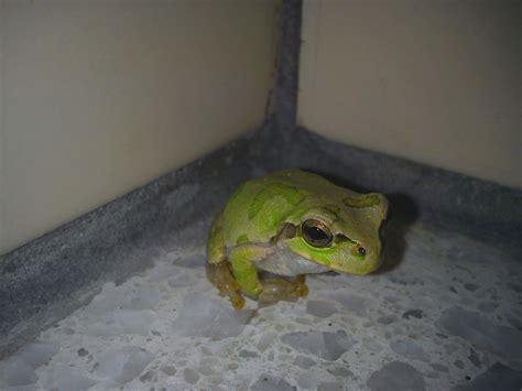 Japanese Tree Frog Tree Frogs Japanese Tree Frog