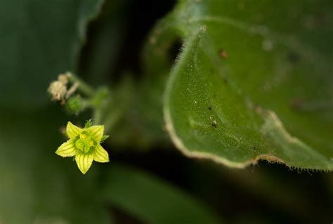 Flora Of Zambia Species Information Individual Images Kedrostis