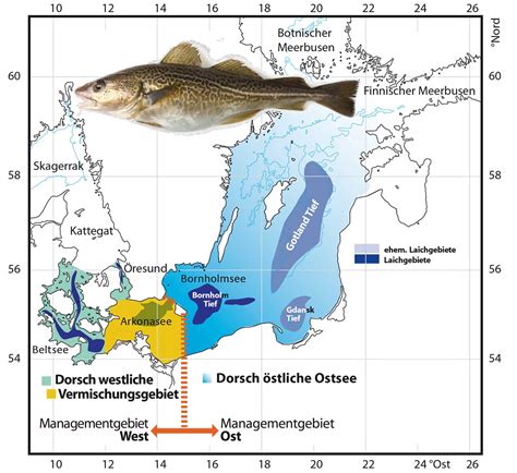 Angeln In Der Ostsee Fisch Fang