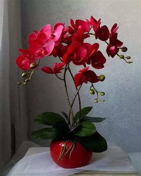 Pin By Fay Hannides On Orchids Orchid Flower Arrangements Beautiful