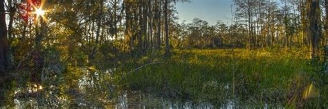 Grassy Waters Conservancy – Supporting the Everglades in West Palm Beach