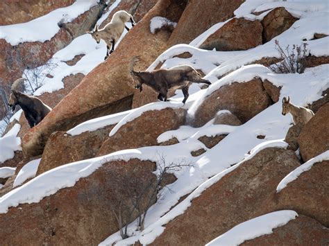 Mountain Habitat Animals