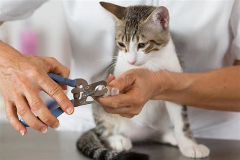 Trimming a Cat's Nails Without Getting Clawed - Traveling With Your Cat