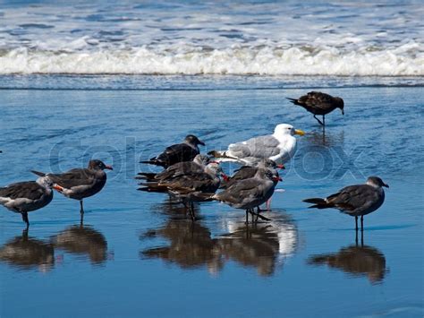 A Variety of Seabirds at the Seashore | Stock image | Colourbox