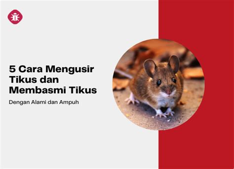 5 Cara Mengusir Tikus Dan Membasmi Tikus Dengan Alami Dan Ampuh