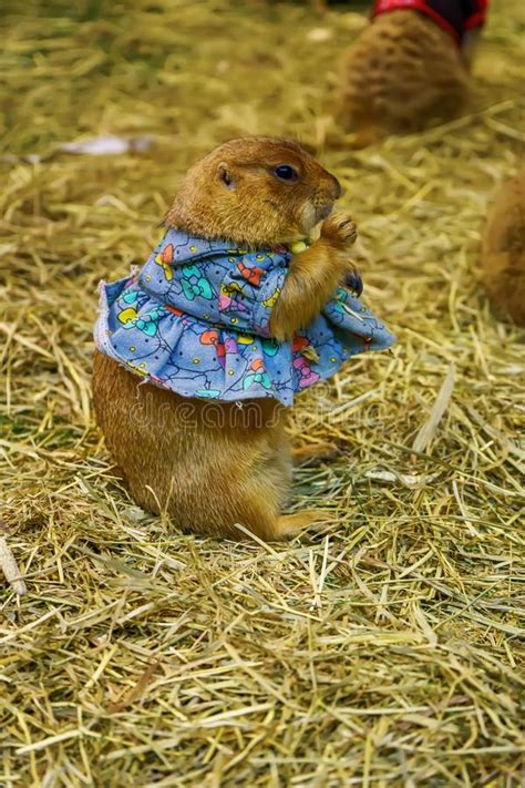 Baby Prairie Dog Eating Grass Stock Image - Image of brown, standing ...