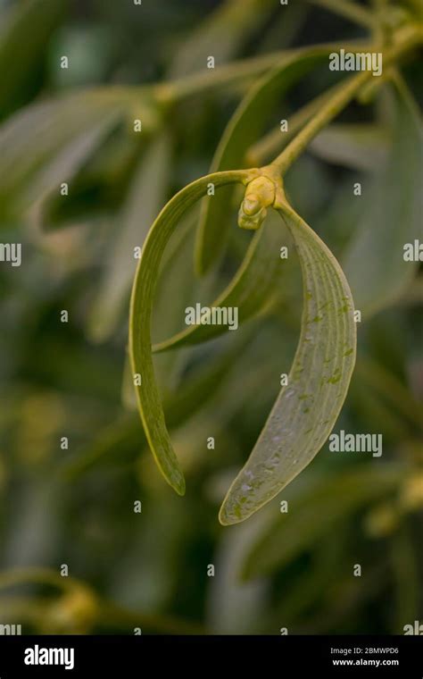 mistletoe leaves, Christmas plants Stock Photo - Alamy