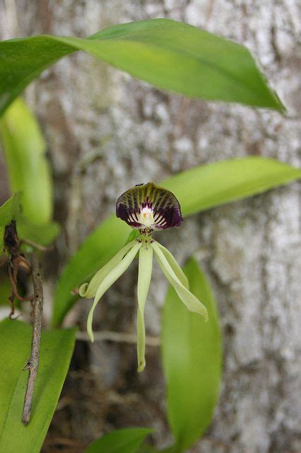 Wild Black Orchid The National Flower Of Belize Orchids Black Orchid