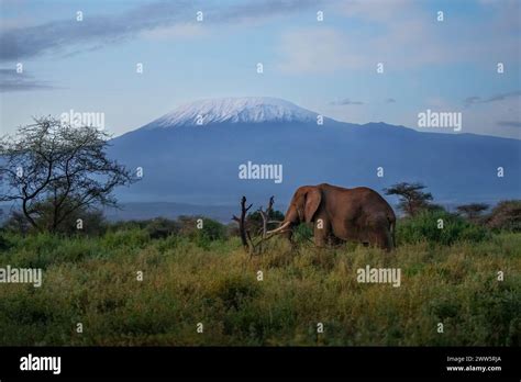 Large Bull Elephant In Front Of Mt Kilimanjaro Stock Photo Alamy