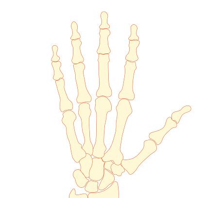 Hand Bones Left Hand Bones Finger Bones Stock Illustration - Download ...