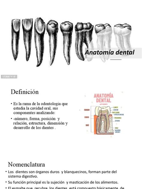 Presentación Anatomía Dental | PDF | Diente | Odontología