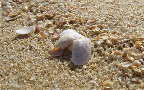 Seashells Sand Macro Nature Wallpapers Hd Desktop And Mobile