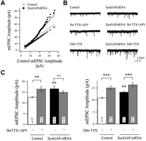 SynGAP is Required for Homeostatic Synaptic Scaling in Response to ... 