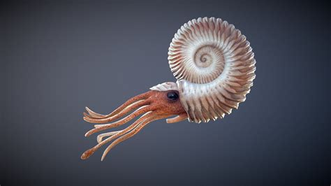 Ammonite Creature Apobug