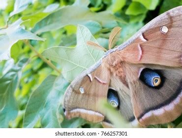 577 Moth Eyespots Images, Stock Photos & Vectors | Shutterstock