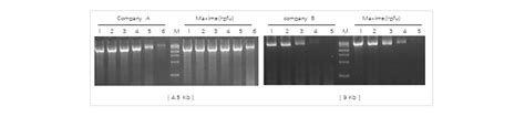 Intron Biotechnology Dr