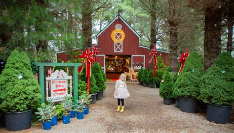 christmas tree farm pictures wallpaperscom