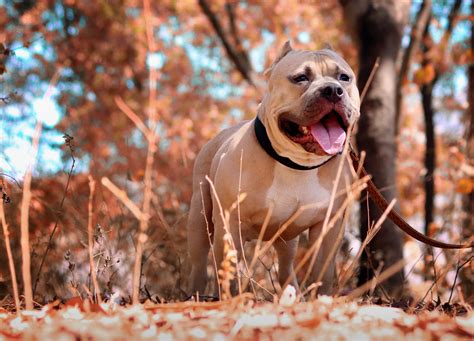 Una Mujer Sufri Un Ataque Epil Ptico Y Su Perro Pitbull La Atac Hasta