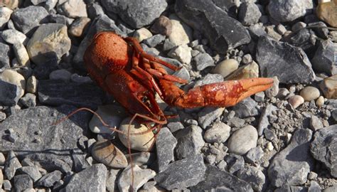 How to Tell a Male Crawfish From a Female | Sciencing