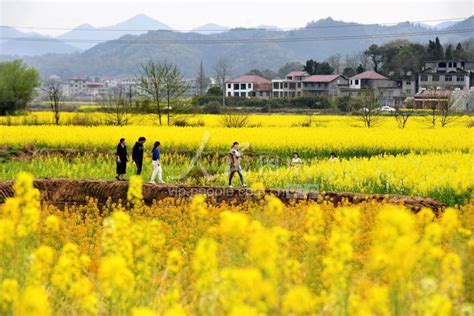 江西万载：油菜花开乡村美 人民图片网