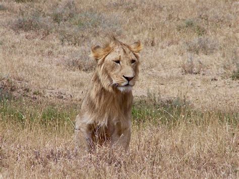 Stunning African Safari Photography that Will Make You Go | Travel For ...