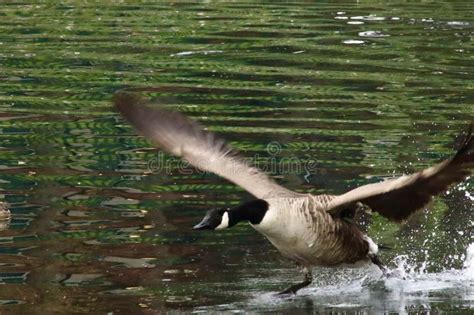 Canada Goose Taking Off From Water Stock Photo Image Of Mallard