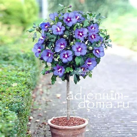 Hibiscus SYRIACUS 'BLUE SATIN' (Гибискус): купить 2 семени c доставкой ...