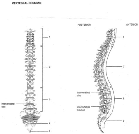 Vertebral Column And Thoracic Cage Flashcards Quizlet