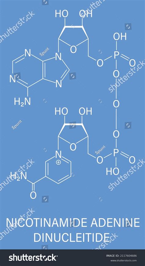 Nicotinamide Adenine Dinucleotide Nad Coenzyme Molecule Stock Vector