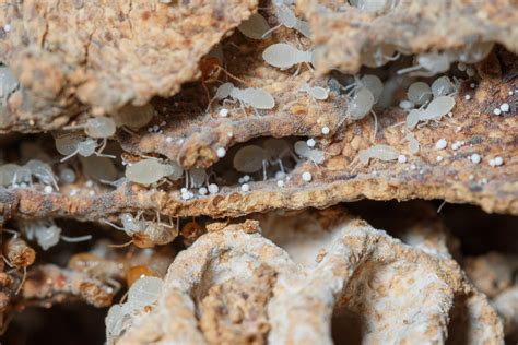 What Do Termite Eggs Look Like And Where To Find Them Ecoguard