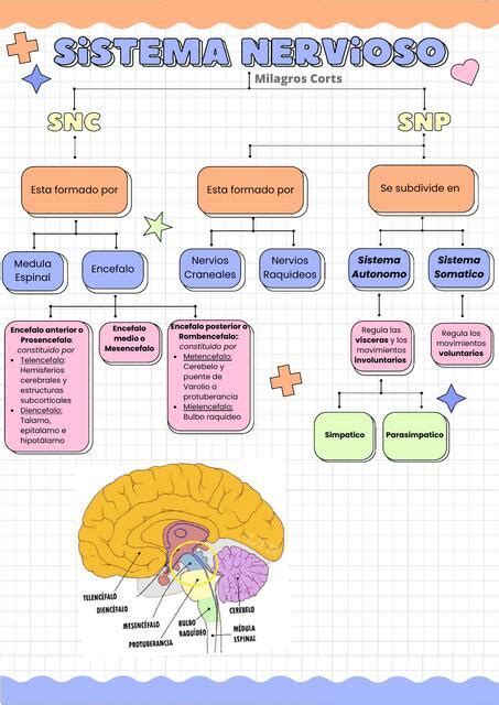 Sistema Nervioso Milagros Corts Udocz