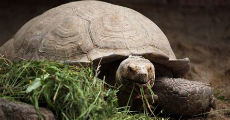 What Do Sulcata Tortoises Eat All Turtles