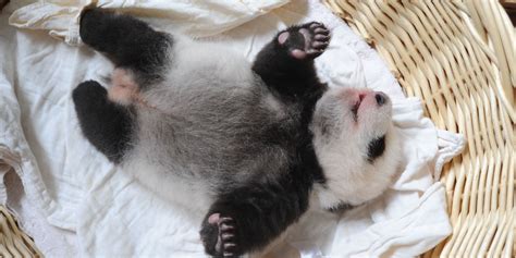 Behold: The Cutest Baby Pandas You Will Ever See