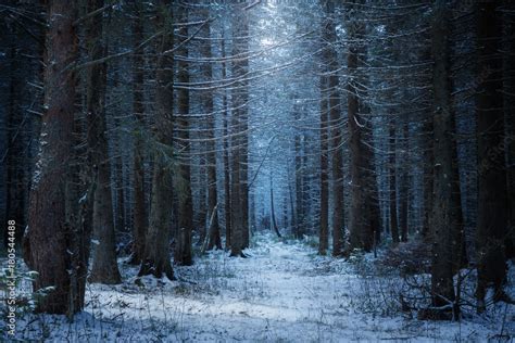 path in the beautiful spruce winter forest Stock Photo | Adobe Stock