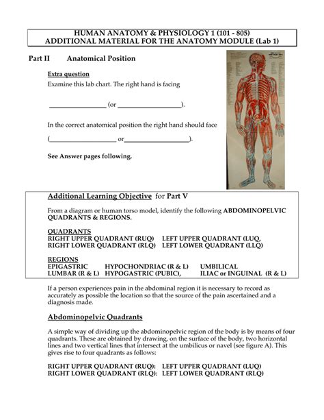 Anatomy Quadrants Four Quadrants System Used To Determine