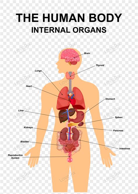 Esquema De Cartel De Infografía Plana De órganos Internos Del Cuerpo