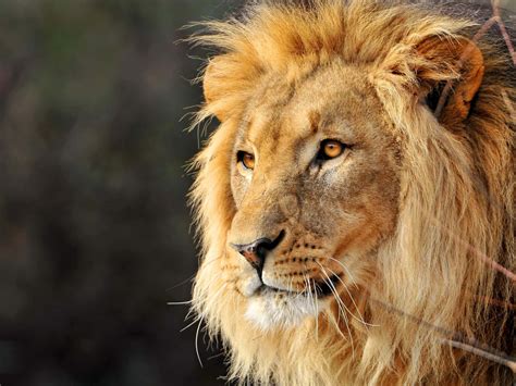 lion pictures wallpaperscom