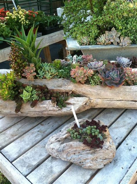 D Co Bois Flott Plantes Succulentes La Nature S Invite Chez Vous