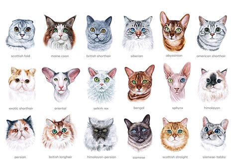 Watercolor set illustrations cat breeds. Cute 18 cats By Susik Shop ...