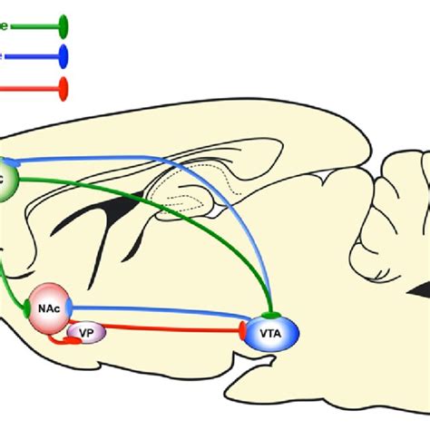 Mesocorticolimbic Circuit Brain Regions Connected To The Nucleus