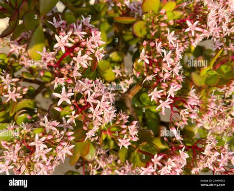 Flowering Bush Of Crassula Ovata Jade Plant Closeup Stock Photo Alamy