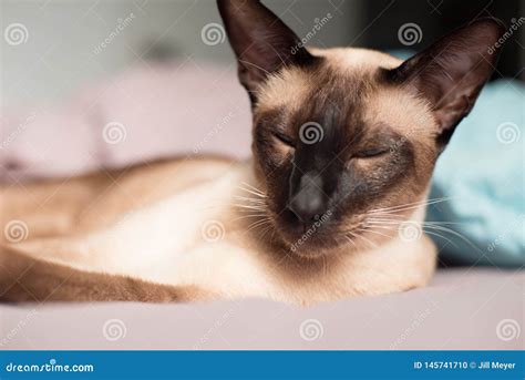 Siamese Sonolento Com Olhos Azuis Foto De Stock Imagem De Bonito