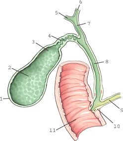 Radiographic Ch Biliary Tract And Upper Gastrointestinal System